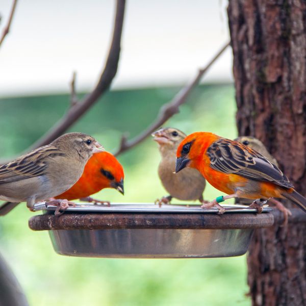 Birds Pasturas Los Alazanes